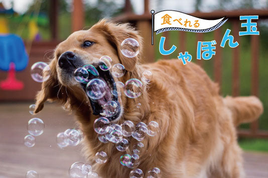 飼い主と愛犬と一緒に遊べるシャボン玉！(ペットが食べれるシャボン玉
