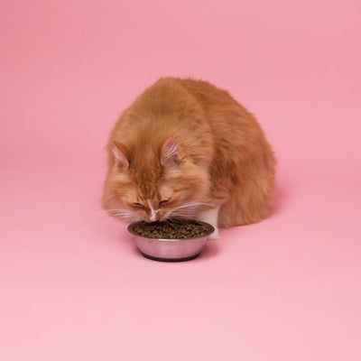 猫の食事ムラ