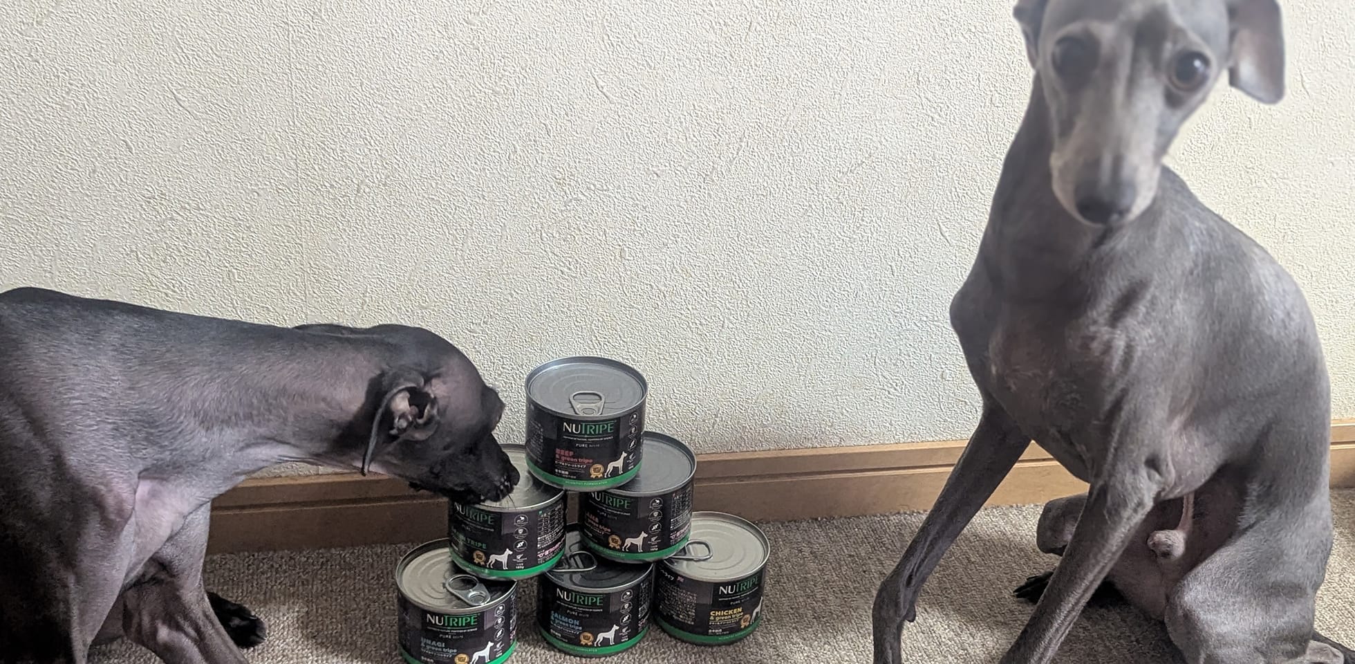 ウェットフードのにおいを確かめるAAAさんの愛犬