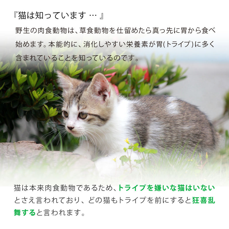 ビーフ&チキン&グリーントライプ  キャットフード ドライ ESSENCE