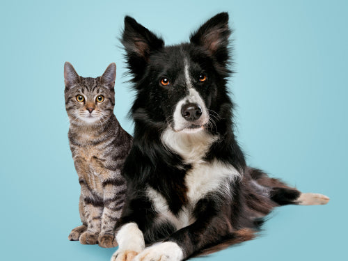 メリット03の写真