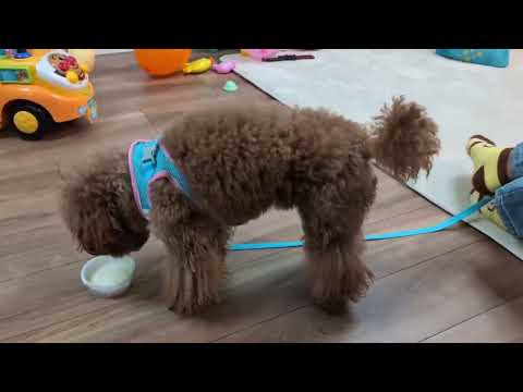 FidOVet フィドベット ヨーグルト 25g 犬 おやつ