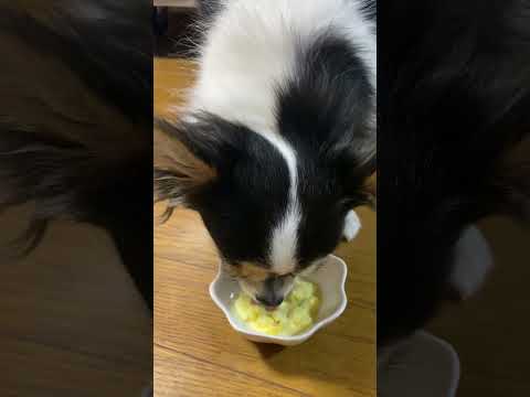FidOVet フィドベット ジェラート 40g 犬 おやつ アイス
