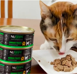 多頭飼い主 Aさんの猫の写真