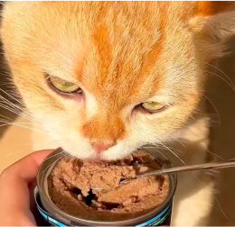 SNS投稿の猫の写真