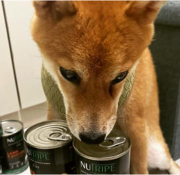 飼い主 Tさんの犬の写真