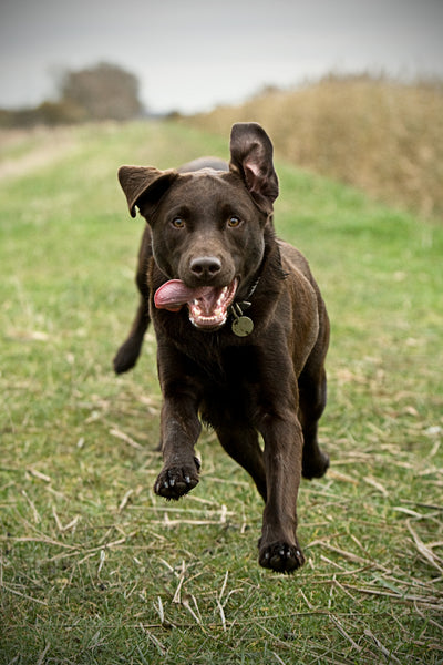 ペット シニア期 愛犬の健康寿命をのばすために。長生きの秘訣