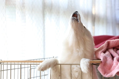 犬の無駄吠えを減らす6つの実践的な方法