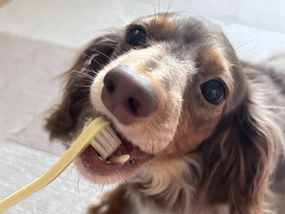 犬 歯磨き グッズ 愛犬の健康寿命を延ばすために。歯周病が万病の元