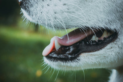 ペットのお口大丈夫！？犬も猫も歯が命