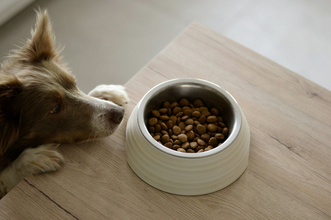 その「ひと口」が愛犬・愛猫の10年後を決める