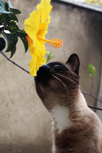 春に注意したいトラブル！ペットの花粉症、抜け毛対策！