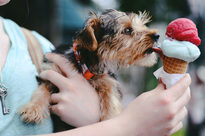 犬にアイスを与えても大丈夫？暑さ対策 室内 エアコンなしでも涼しい！？夏の極上デザートでワンちゃん大興奮！！