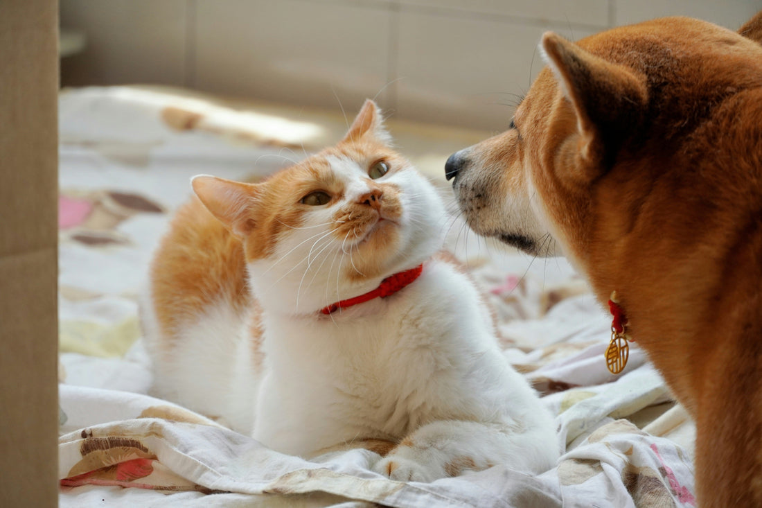 愛犬・愛猫の「心のSOS」に気づいていますか？