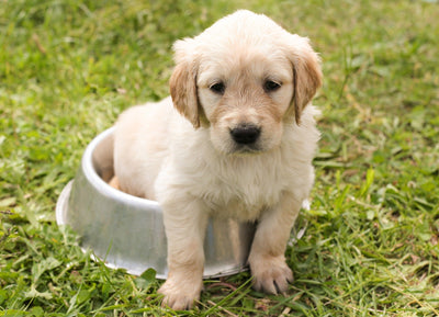 仔犬の時期は一瞬。今を楽しむ♪子犬をはじめてお迎えする方へ。子犬に使えるオススメ商品