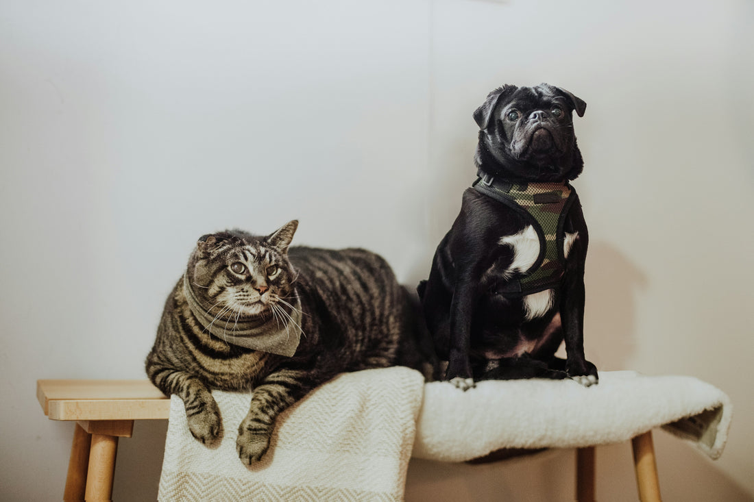 来客ストレスから愛犬・愛猫を守る！「安心できる隠れ家」