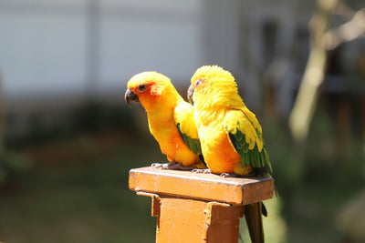 🐦小鳥飼育を始めるならこれだけ知っておこう！