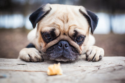 愛犬の肥満と病気。肥満犬における７つの危険をご存じですか？