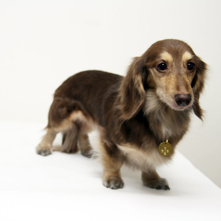 薬を使わないから安心！ノミ ダニ 予防 カタンドッグ 犬 猫 ペット