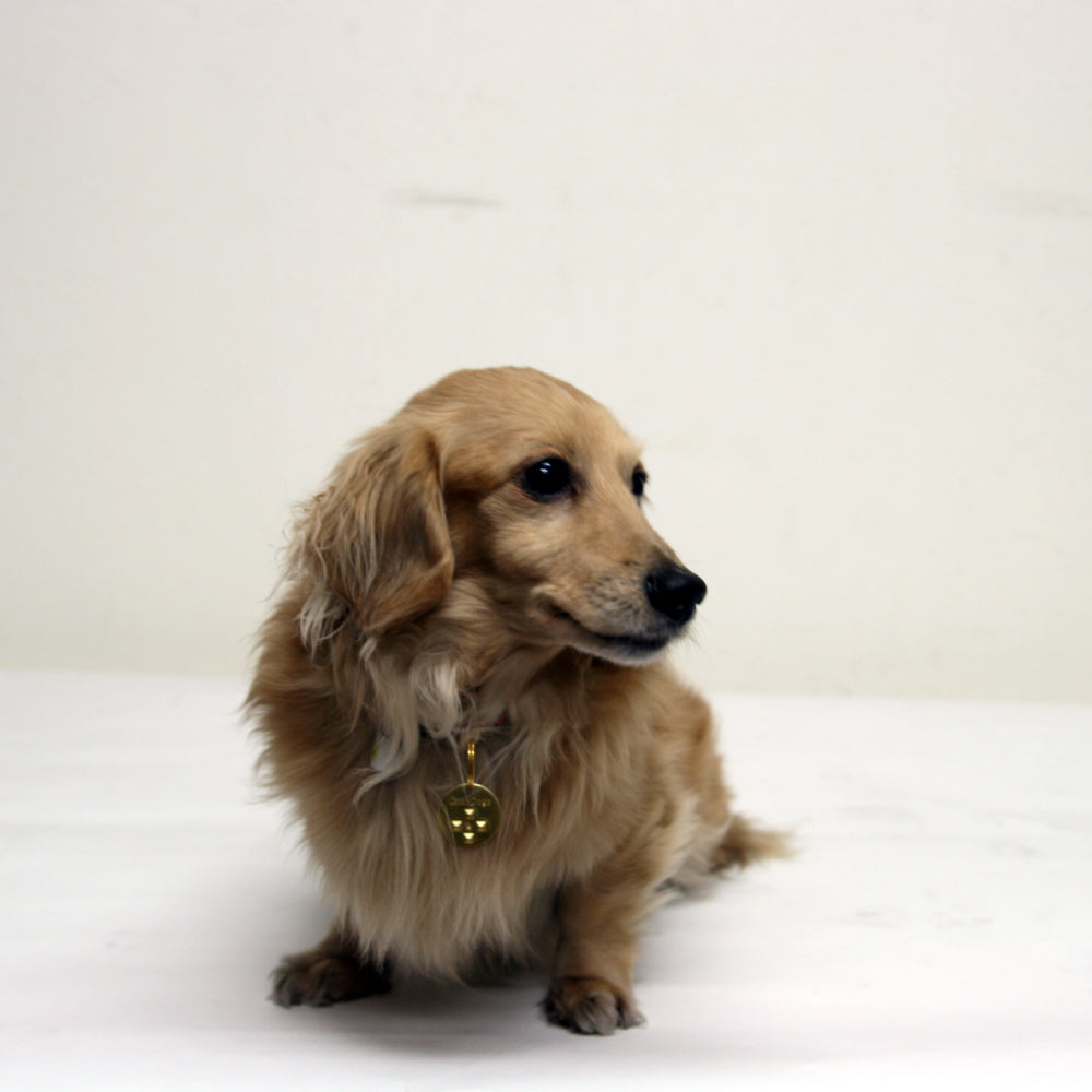 薬を使わないから安心！ノミ ダニ 予防 カタンドッグ 犬 猫 ペット