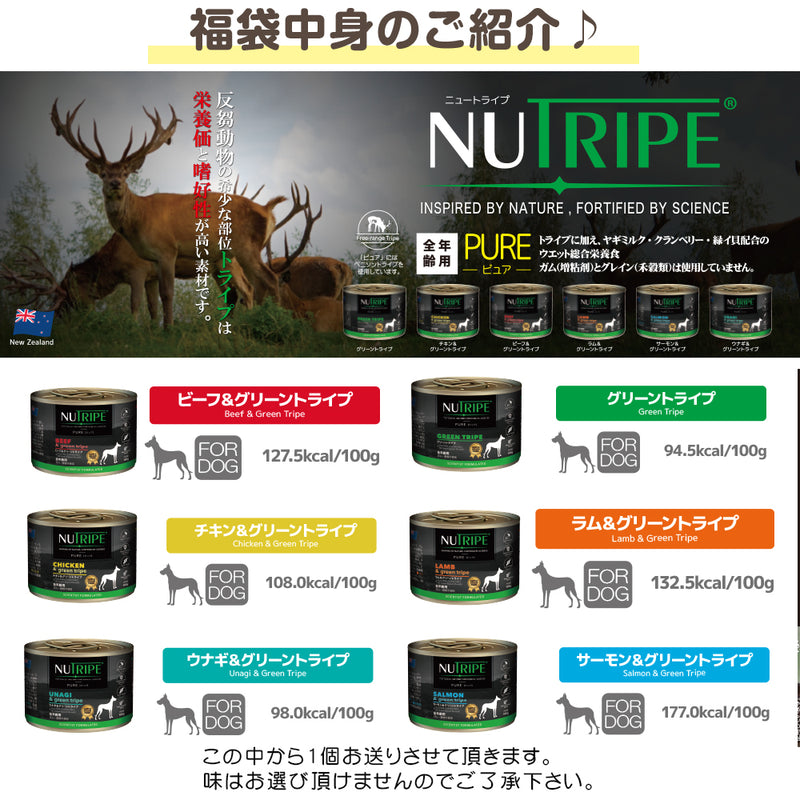 2025年 夏【福袋】 犬 3300円 数量限定セール サマーボックス