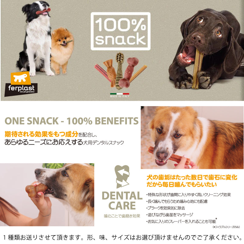 2025年 夏【福袋】 犬 3300円 数量限定セール サマーボックス