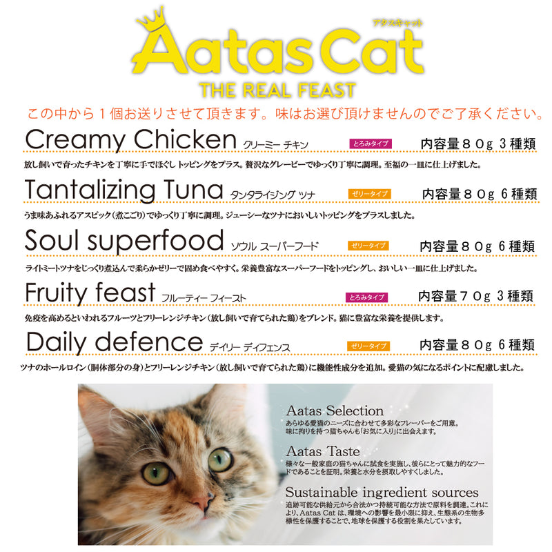 2025年 夏【福袋】 猫 3300円 数量限定セール サマーボックス