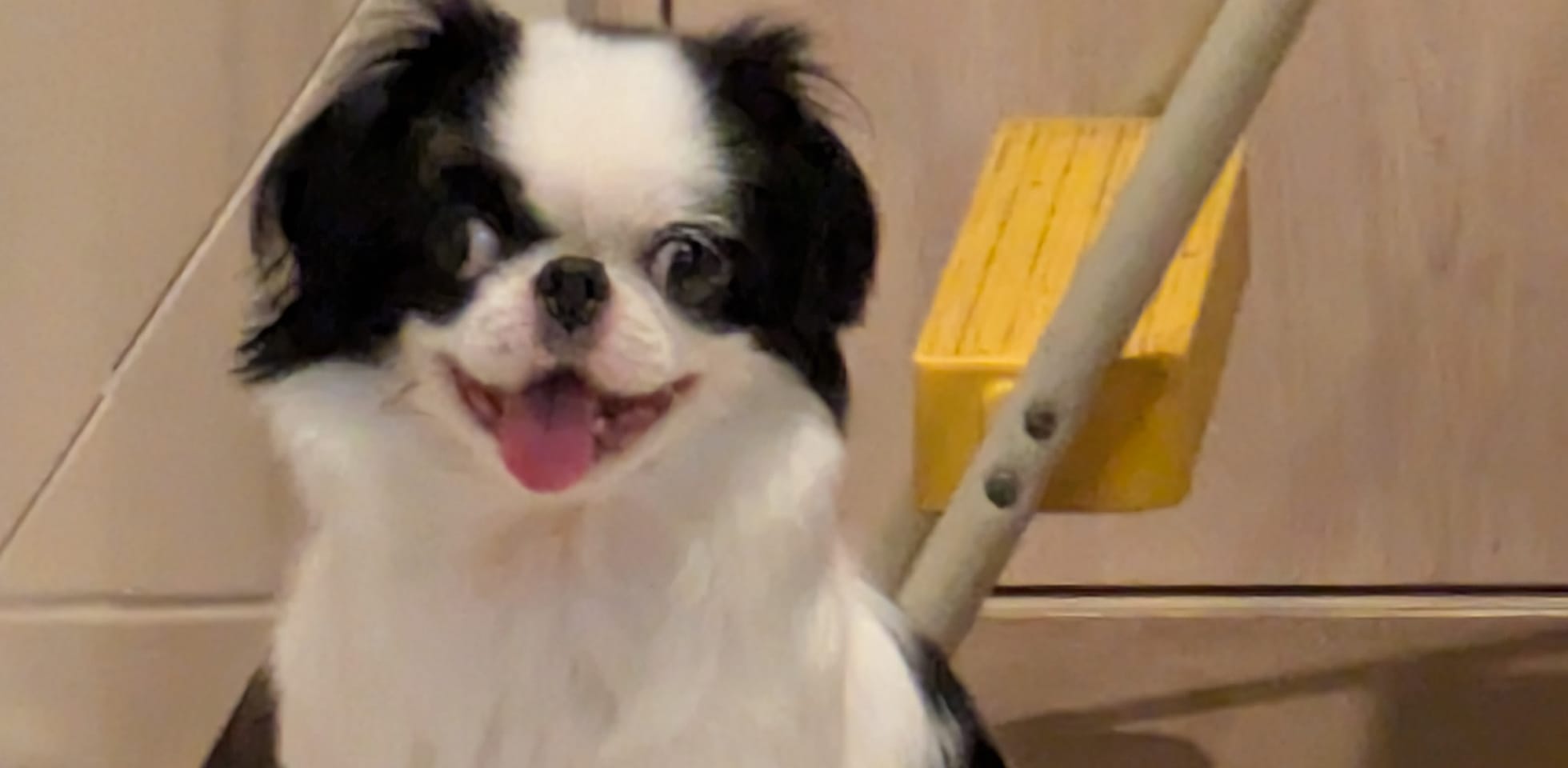 笑顔のネオママさんの愛犬、狆の女の子