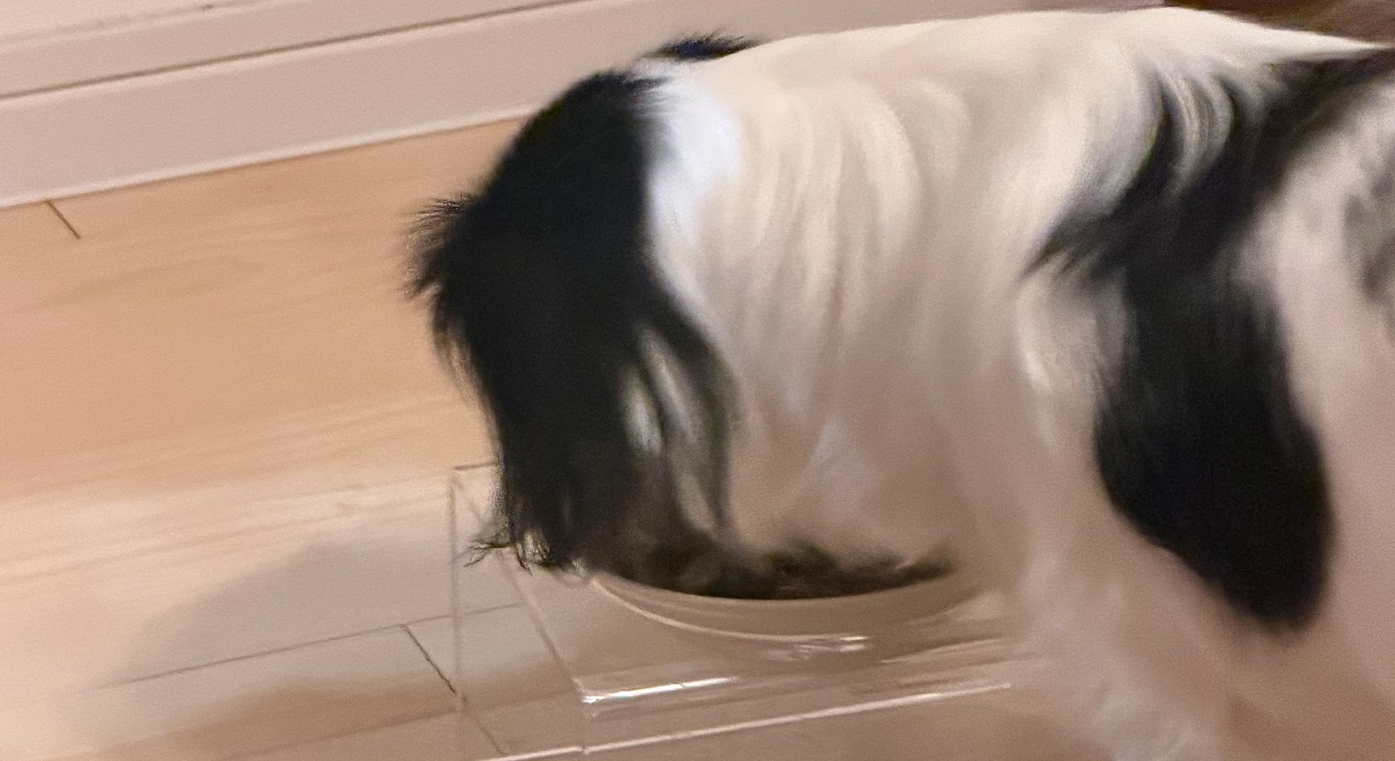 器のごはんを食べるネオママさんの愛犬
