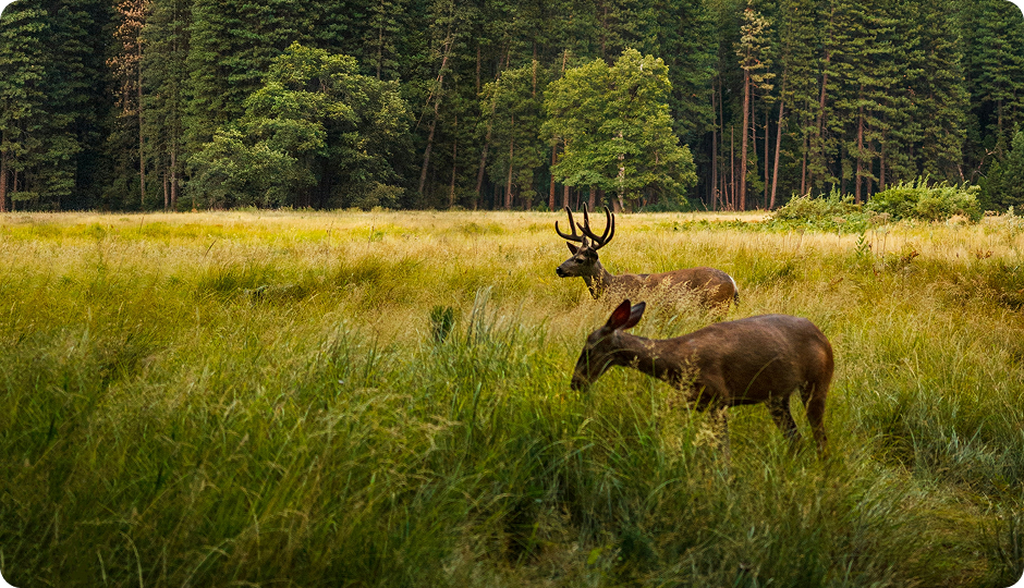グリーントライプの特徴の写真