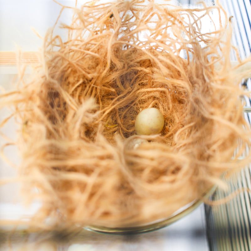FPI eggs 偽卵 プラスチックエッグ4個入り 4308/4309/4310