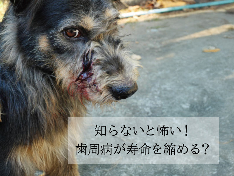 https://www.fanta-shop.jp/blogs/column/pet-teeth