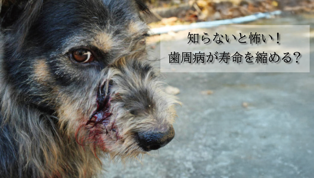 https://www.fanta-shop.jp/blogs/column/pet-teeth