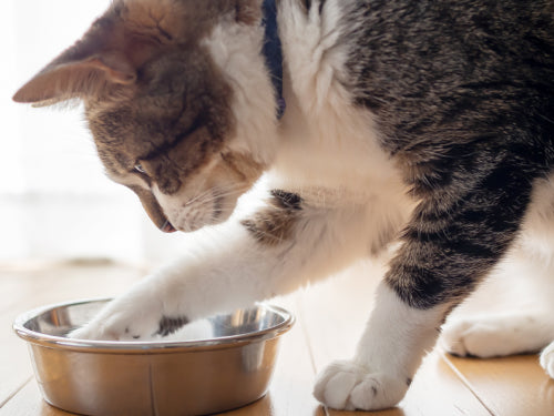 メリット01の写真