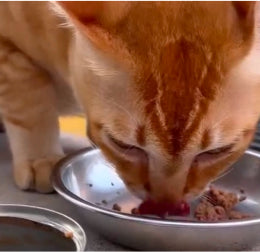 獣医師 Kさんの猫の写真