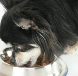 飼い主 Oさんの犬の写真