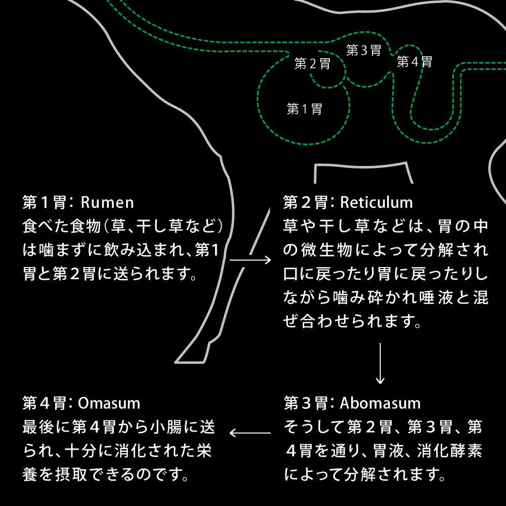 ドライフード ワイルドカット フリーズドライ 選べる2種 猫 総合栄養食
