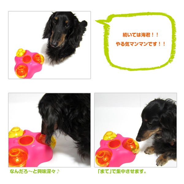 【決算棚卸特価】知育トイ  ペットメイズ Rock-N-Ball ロックンボール