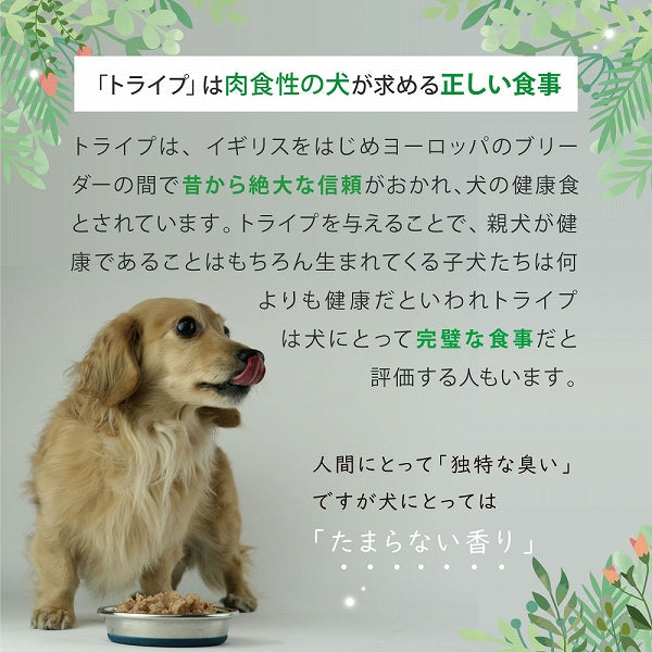 ビーフ＆グリーントライプ 185g 全年齢用 ドッグフード