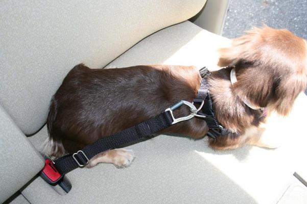 犬用シートベルト　カーハーネス　：ＸＬ