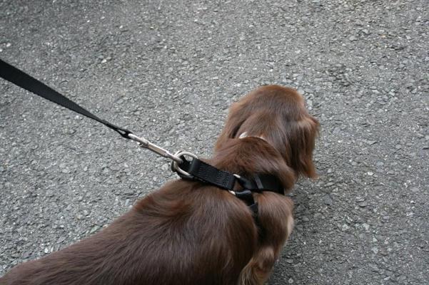 犬用シートベルト　カーハーネス　：ＸＬ