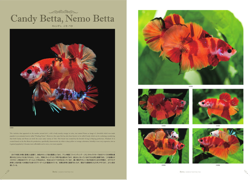 さかなクンがこれはすギョいと大絶賛 豪華 ベタ 写真集 「Betta 2020」 熱帯魚 ベタ 2020 Betta2020 魚 本 送料無料